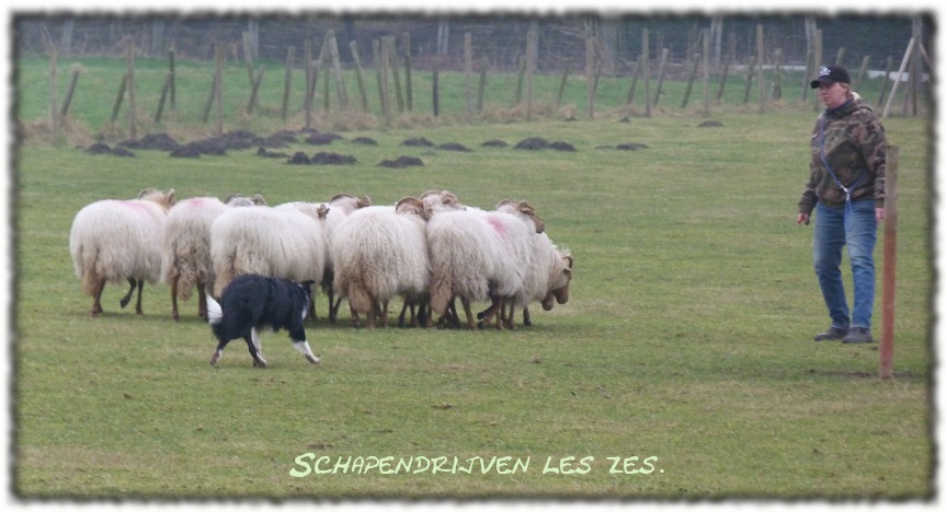 Les 6 in schapendrijven