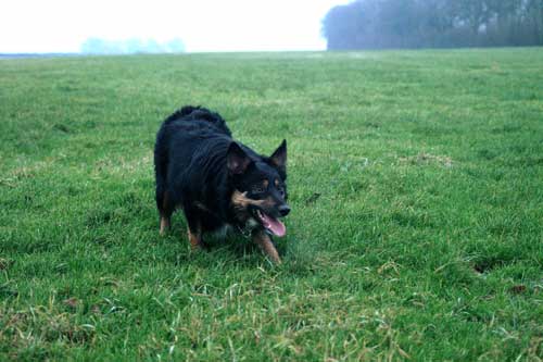 Ayla herding