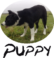 puppy