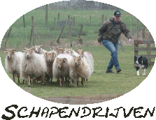 schapendrijven